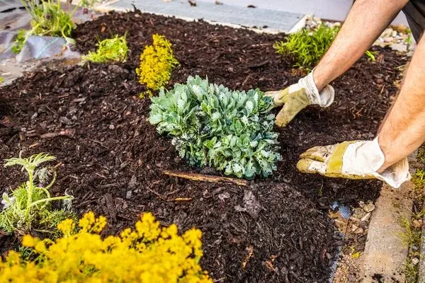 Mulching Mulching