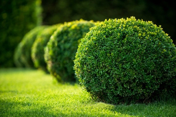 Professional landscaping services Professional landscaping services