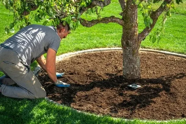 Tree Planting Tree Planting