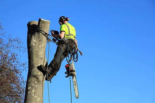 Tree Removal Service Tree Removal Service
